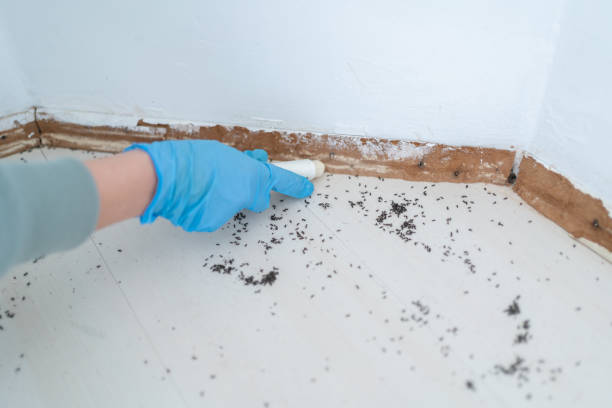 Best Termite Control Services  in Yorklyn, PA